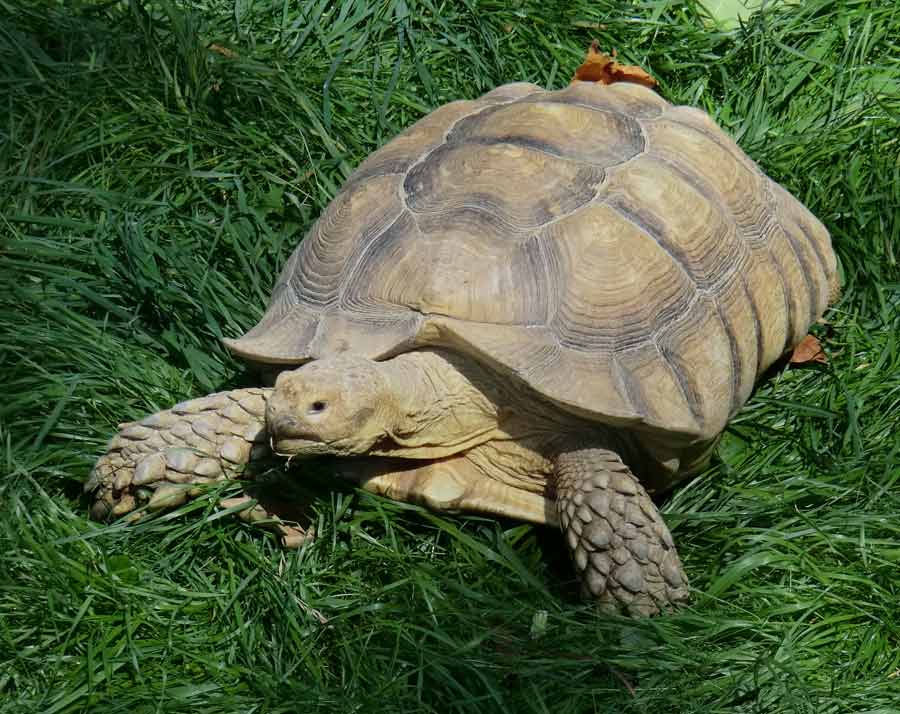 Spornschildkröte im Zoologischen Garten Wuppertal im Juli 2014