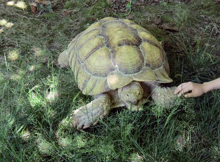 Spornschildkröte im Zoo Wuppertal im Juli 2014