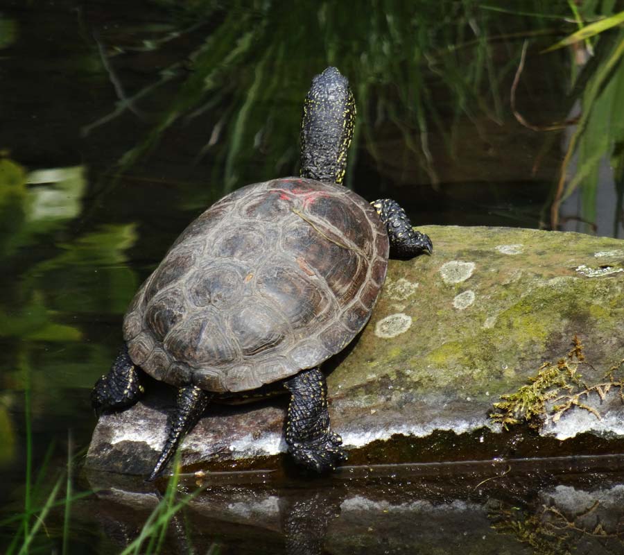 Europäische Sumpfschildkröte im Zoo Wuppertal im April 2015