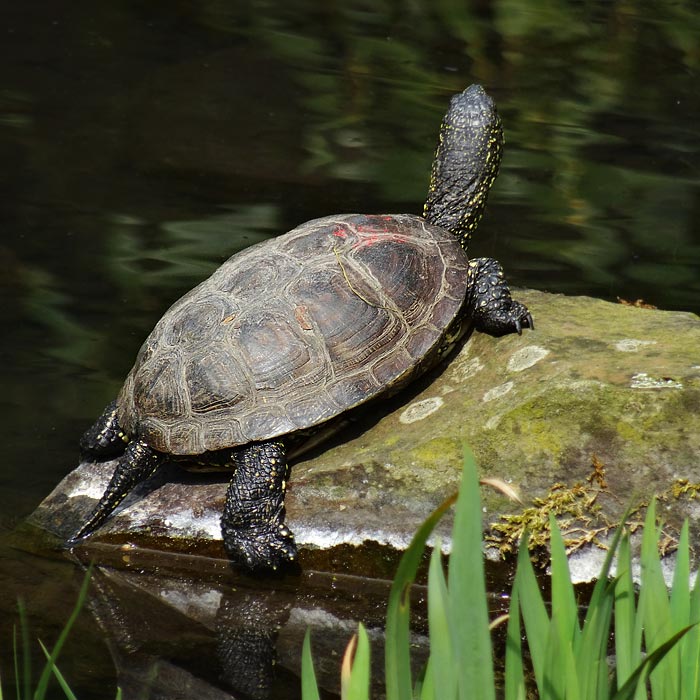 Europäische Sumpfschildkröte im Wuppertaler Zoo im April 2015