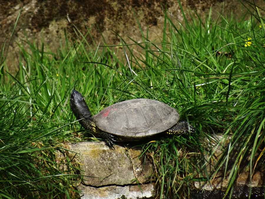 Europäische Sumpfschildkröte im Zoo Wuppertal im April 2015