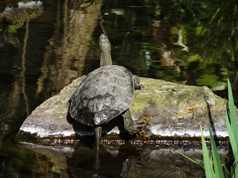 Europäische Sumpfschildkröte im Zoo Wuppertal im April 2015