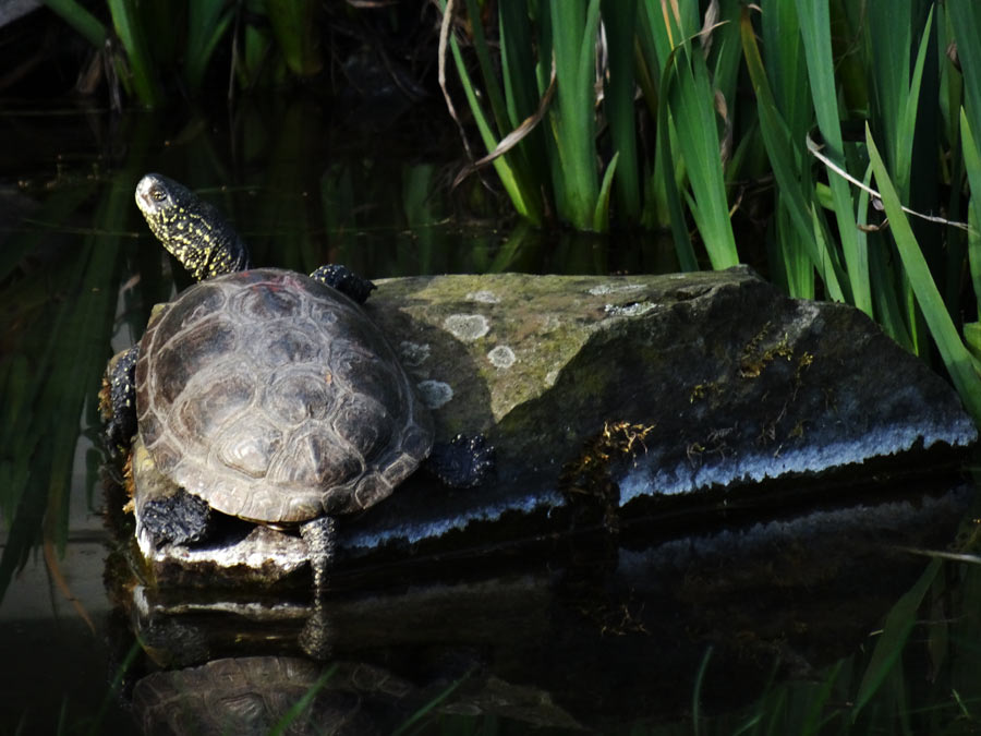 Europäische Sumpfschildkröte im Zoo Wuppertal im April 2015