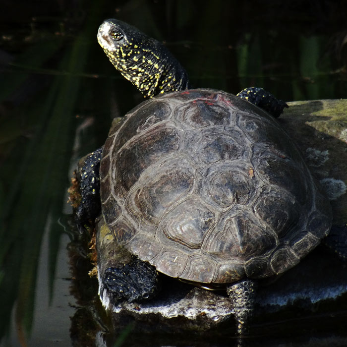 Europäische Sumpfschildkröte im Wuppertaler Zoo im April 2015