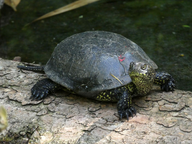 Europäische Sumpfschildkröte am 21. Juli 2017 auf der Schildkröten-Anlage im Wuppertaler Zoo