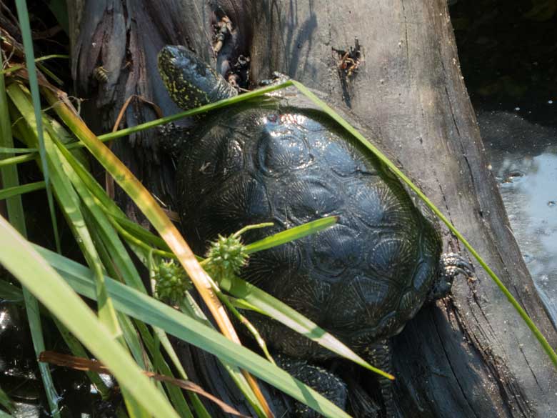 Europäische Sumpfschildkröte am 3. August 2018 in der umgestalteten früheren Zwergotteranlage im Zoologischen Garten Wuppertal