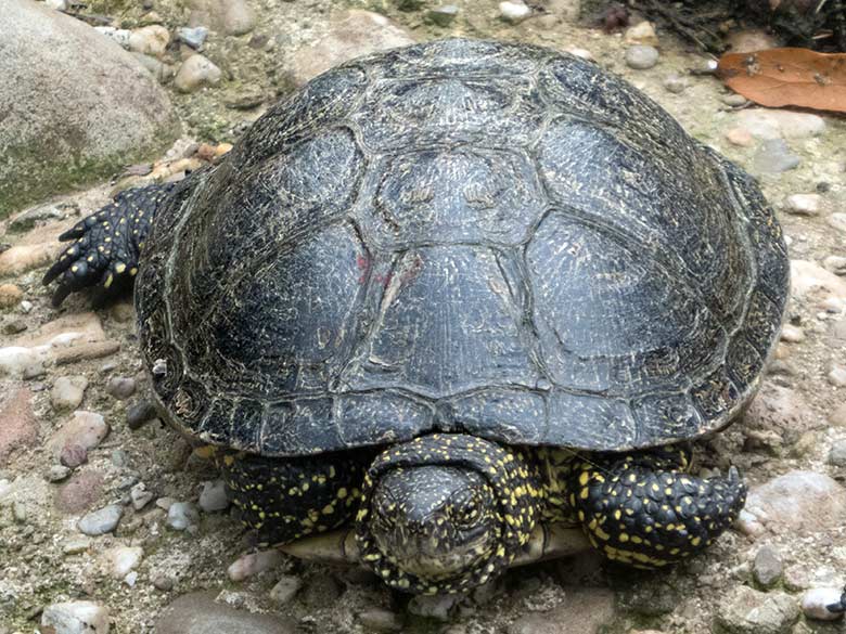 Europäische Sumpfschildkröte am 19. August 2019 im Grünen Zoo Wuppertal