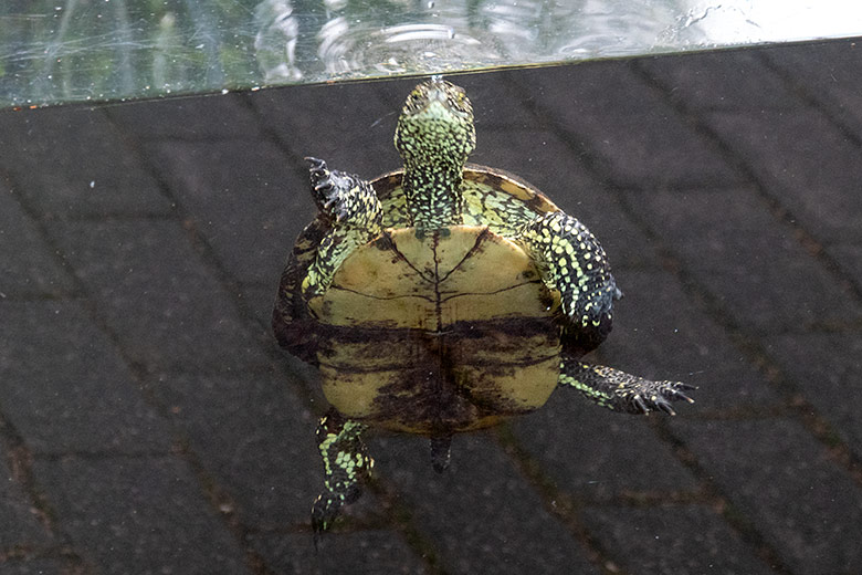 Europäische Sumpfschildkröte am 12. Juli 2023 im Wasser im Grünen Zoo Wuppertal