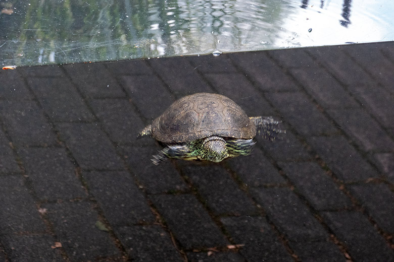 Europäische Sumpfschildkröte am 12. Juli 2023 im Wasser im Zoologischen Garten Wuppertal