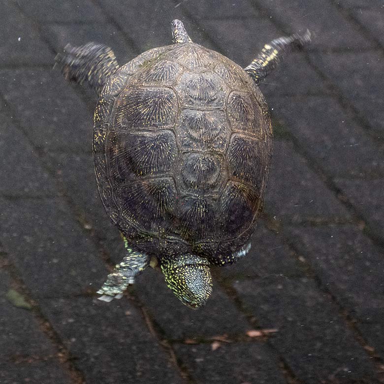 Europäische Sumpfschildkröte am 12. Juli 2023 im Wasser im Wuppertaler Zoo