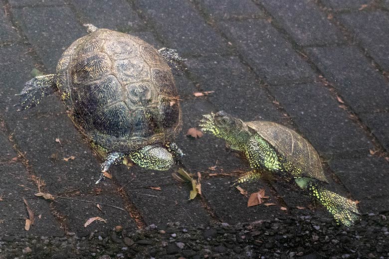 Zwei Europäische Sumpfschildkröten am 12. Juli 2023 im Wasser im Grünen Zoo Wuppertal