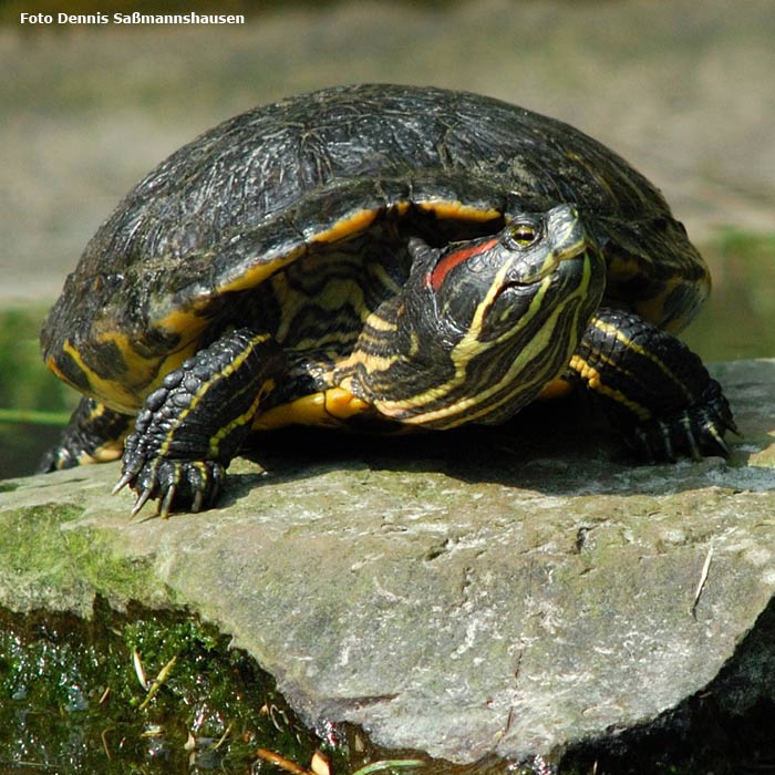 Rotwangen-Schmuckschildkröte im Wuppertaler Zoo im Mai 2007 (Foto Dennis Saßmannshausen)