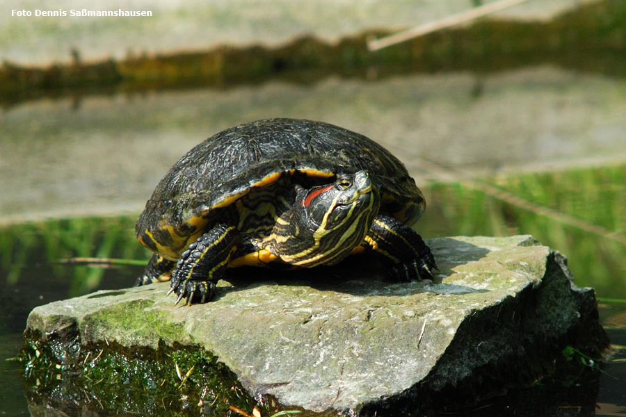 Rotwangen-Schmuckschildkröte im Zoologischen Garten der Stadt Wuppertal im Mai 2007 (Foto Dennis Saßmannshausen)