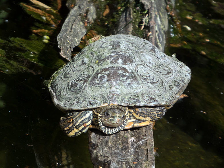 Rotwangen-Schmuckschildkröte am 20. April 2019 Außenanlage unterhalb des Vogel-Hauses im Grünen Zoo Wuppertal