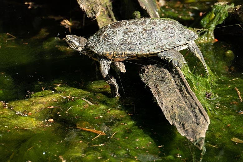 Rotwangen-Schmuckschildkröte am 21. September 2020 auf der Außenanlage unterhalb des Vogel-Hauses im Zoo Wuppertal