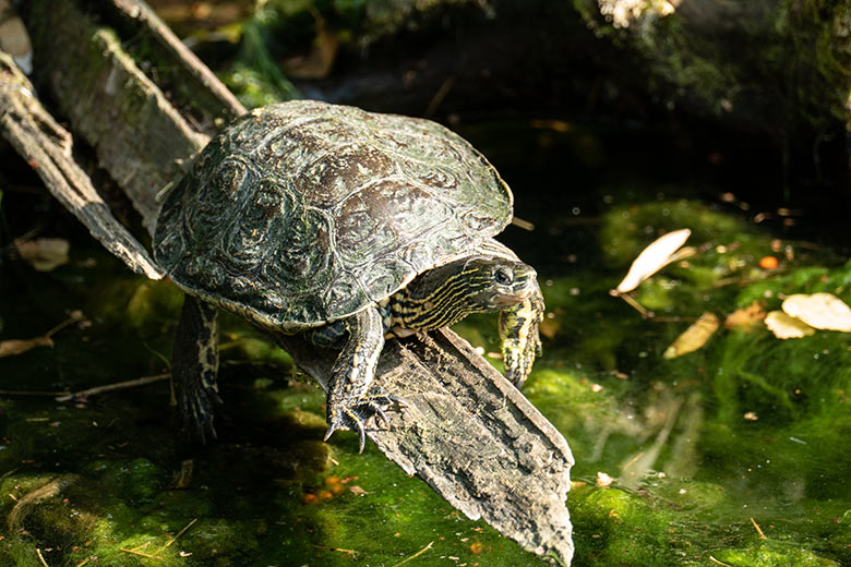 Rotwangen-Schmuckschildkröte am 23. September 2020 auf der Außenanlage unterhalb des Vogel-Hauses im Grünen Zoo Wuppertal