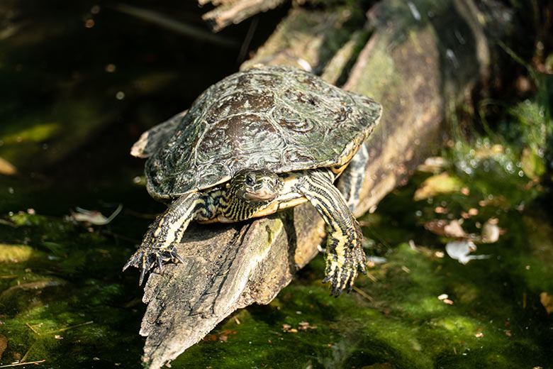 Rotwangen-Schmuckschildkröte am 23. September 2020 auf der Außenanlage unterhalb des Vogel-Hauses im Wuppertaler Zoo