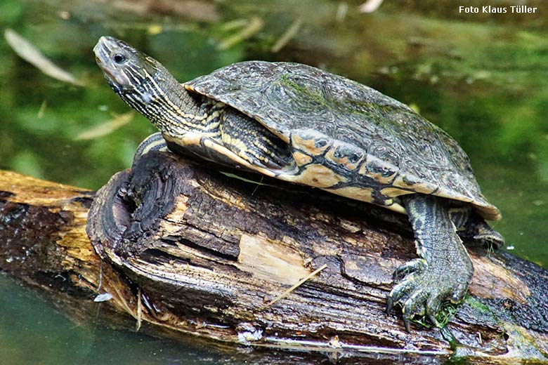 Rotwangen-Schmuckschildkröte am 15. Juli 2021 auf der rechten Außenanlage unterhalb des Vogel-Hauses im Zoologischen Garten Wuppertal (Foto Klaus Tüller)