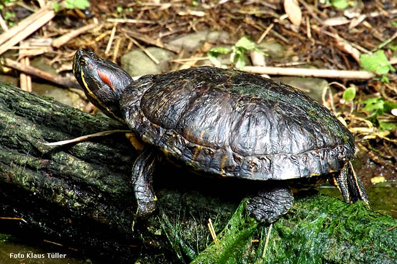 Rotwangen-Schmuckschildkröte (ausgeschildert) am 15. Juli 2021 auf der rechten Außenanlage unterhalb des Vogel-Hauses im Zoo Wuppertal (Foto Klaus Tüller)