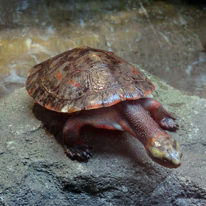 Rotbäuchige Spitzkopfschildkröte im Wuppertaler Zoo am 21. Januar 2012