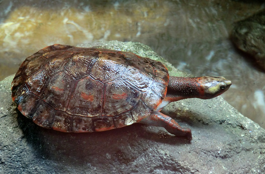 Rotbäuchige Spitzkopfschildkröte im Wuppertaler Zoo am 21. Januar 2012