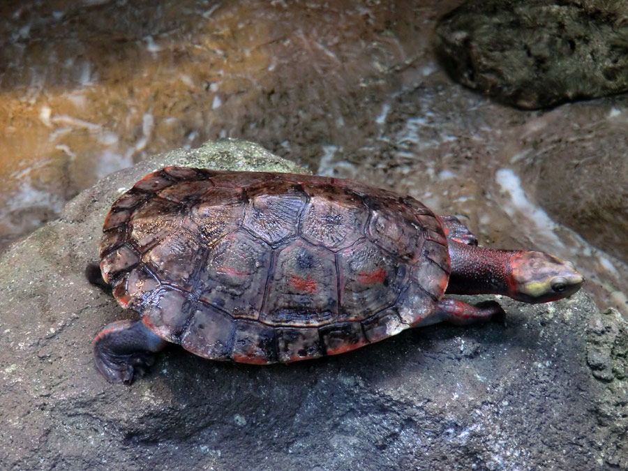 Rotbäuchige Spitzkopfschildkröte im Zoologischen Garten Wuppertal am 21. Januar 2012