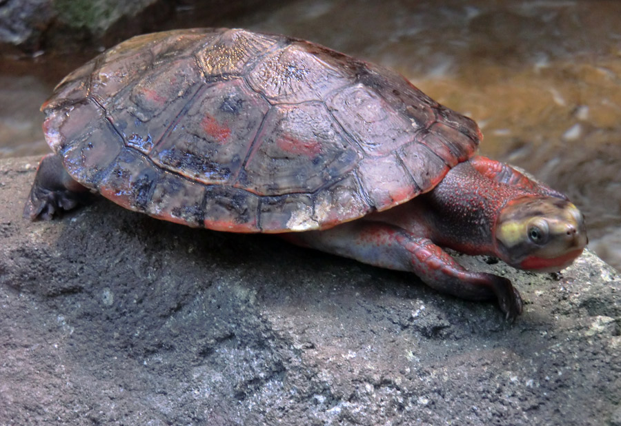 Rotbäuchige Spitzkopfschildkröte im Zoo Wuppertal am 21. Januar 2012