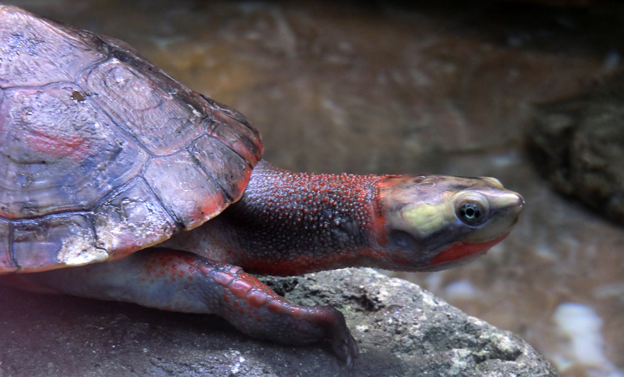 Rotbäuchige Spitzkopfschildkröte im Zoo Wuppertal am 21. Januar 2012