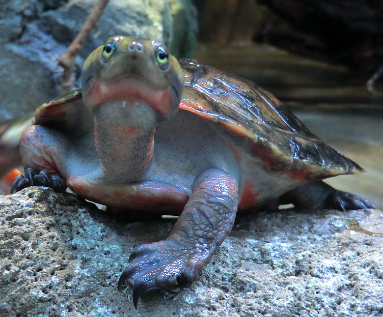 Rotbäuchige Spitzkopfschildkröte im Wuppertaler Zoo am 21. Januar 2012