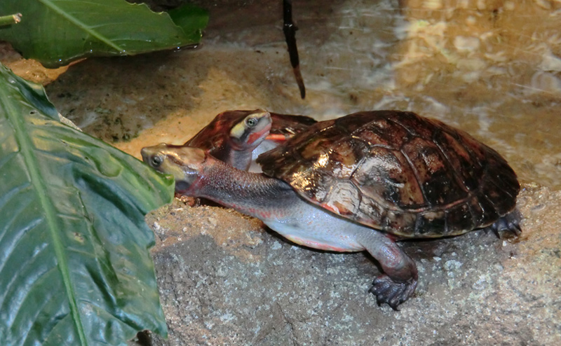 Rotbäuchige Spitzkopfschildkröte im Zoologischen Garten Wuppertal am 21. Januar 2012