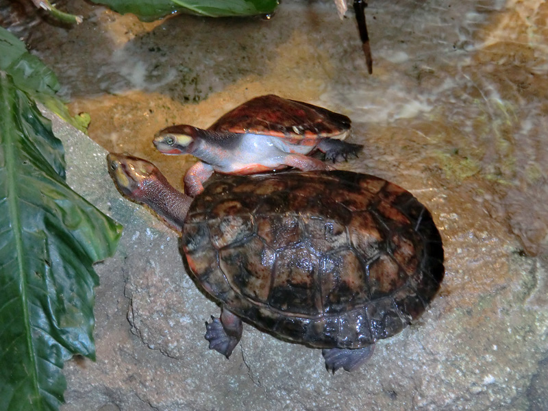 Rotbäuchige Spitzkopfschildkröte im Wuppertaler Zoo am 21. Januar 2012