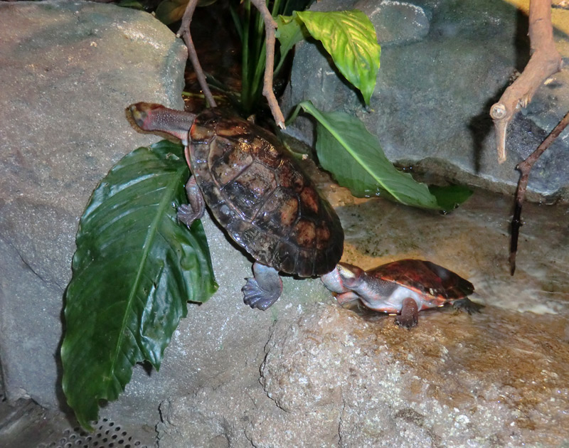 Rotbäuchige Spitzkopfschildkröte im Zoo Wuppertal am 21. Januar 2012