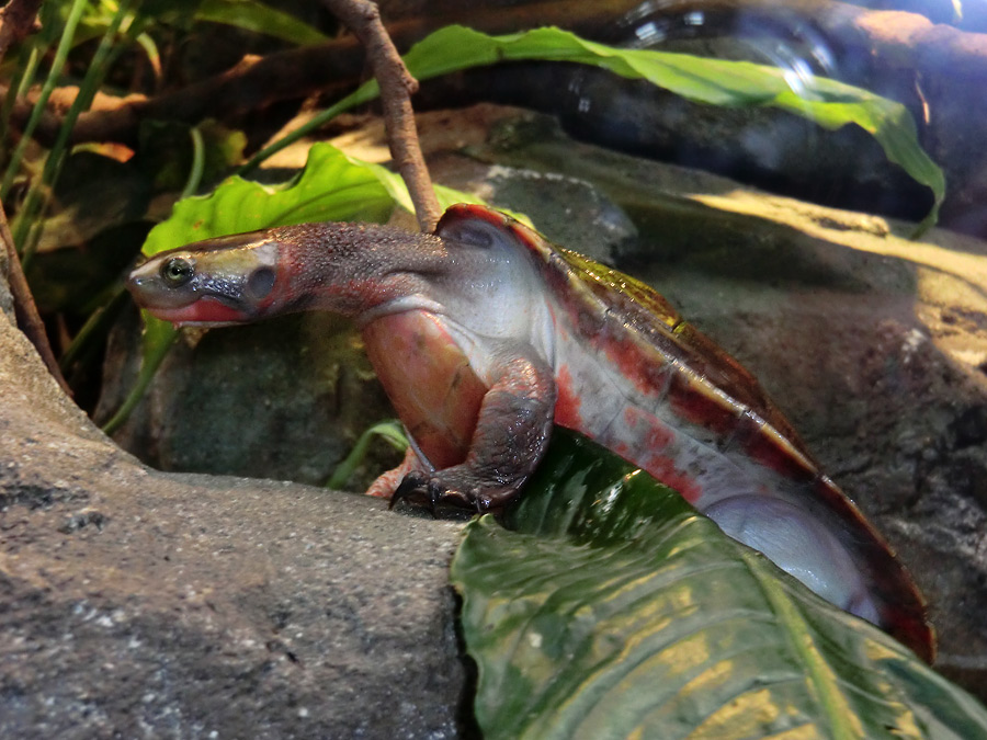 Rotbäuchige Spitzkopfschildkröte im Wuppertaler Zoo am 21. Januar 2012