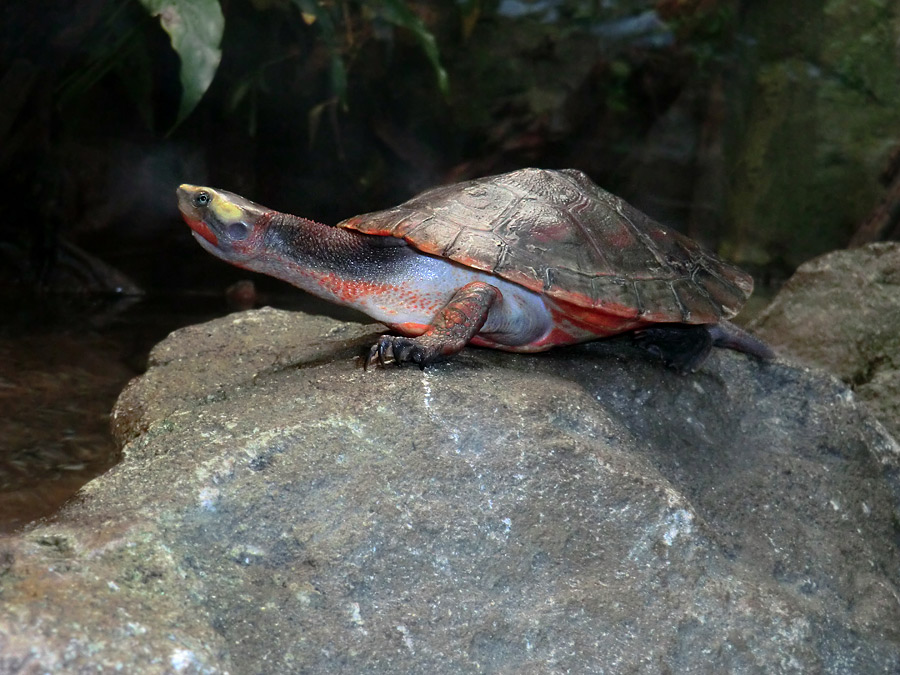 Rotbäuchige Spitzkopfschildkröte im Zoologischen Garten Wuppertal am 21. Januar 2012