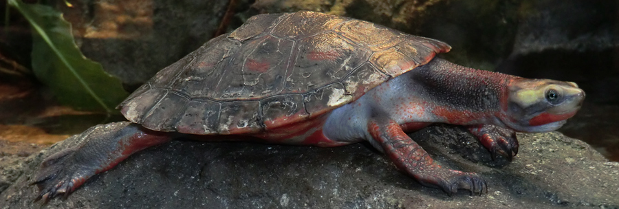 Rotbäuchige Spitzkopfschildkröte im Wuppertaler Zoo am 21. Januar 2012