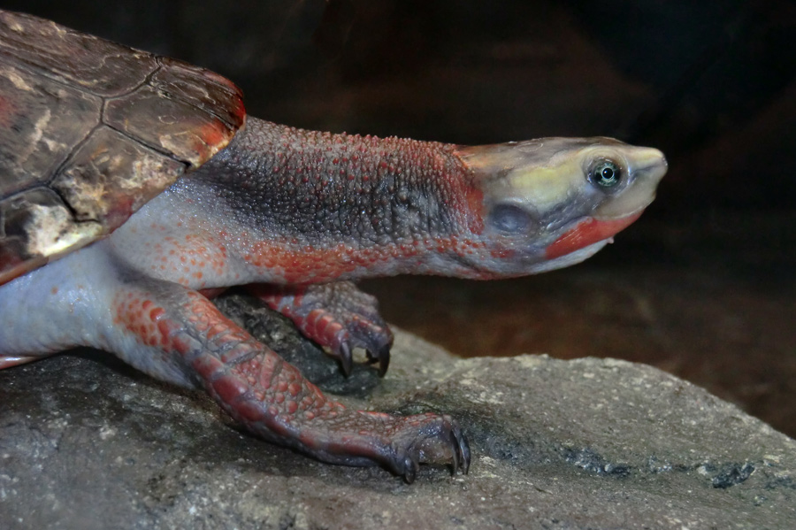 Rotbäuchige Spitzkopfschildkröte im Zoo Wuppertal am 21. Januar 2012