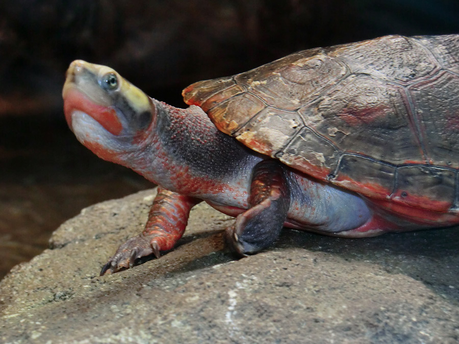 Rotbäuchige Spitzkopfschildkröte im Wuppertaler Zoo am 21. Januar 2012