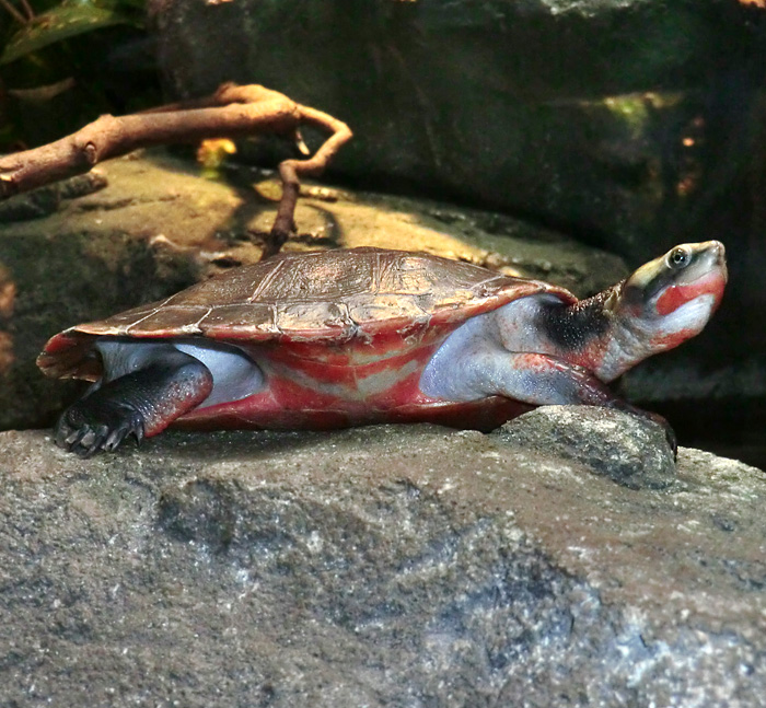 Rotbäuchige Spitzkopfschildkröte im Wuppertaler Zoo am 3. November 2012