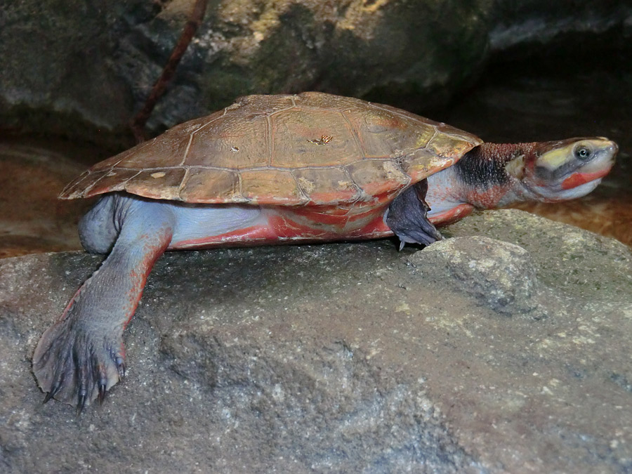 Rotbäuchige Spitzkopfschildkröte im Wuppertaler Zoo am 26. Dezember 2012