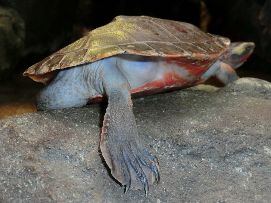 Rotbäuchige Spitzkopfschildkröte im Zoo Wuppertal am 26. Dezember 2012