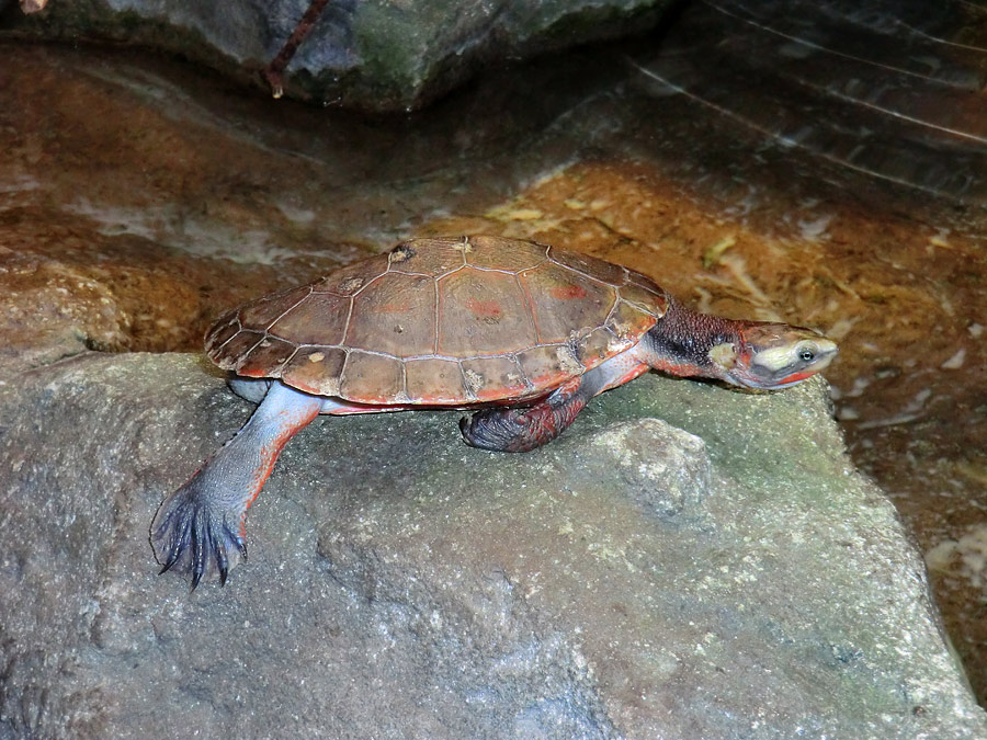 Rotbäuchige Spitzkopfschildkröte im Wuppertaler Zoo am 26. Dezember 2012