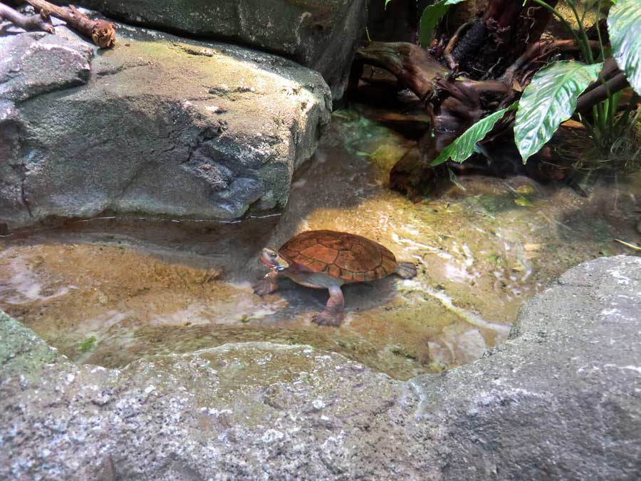 Rotbäuchige Spitzkopfschildkröte im Wuppertaler Zoo im März 2014