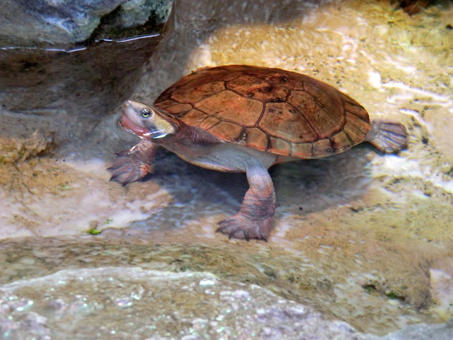 Rotbäuchige Spitzkopfschildkröte im Zoo Wuppertal im März 2014