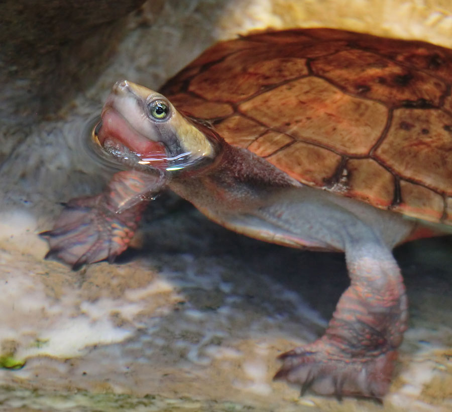 Rotbäuchige Spitzkopfschildkröte im Zoologischen Garten Wuppertal im März 2014