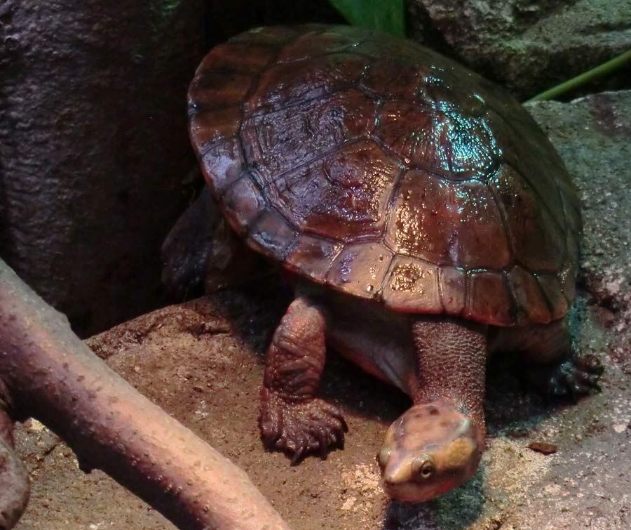 Rotbäuchige Spitzkopfschildkröte im Zoo Wuppertal im März 2014