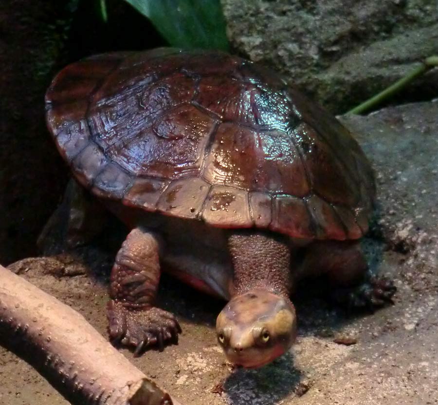 Rotbäuchige Spitzkopfschildkröte im Zoologischen Garten Wuppertal im März 2014