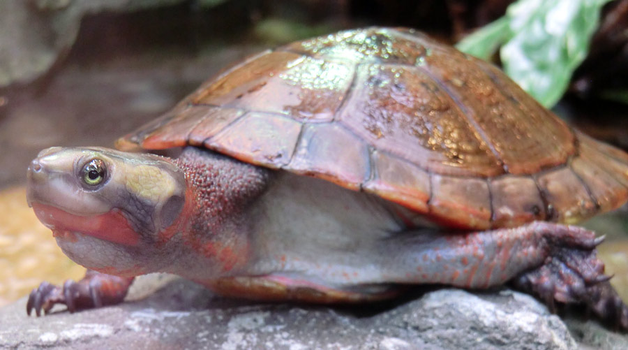 Rotbäuchige Spitzkopfschildkröte im Zoo Wuppertal im März 2014