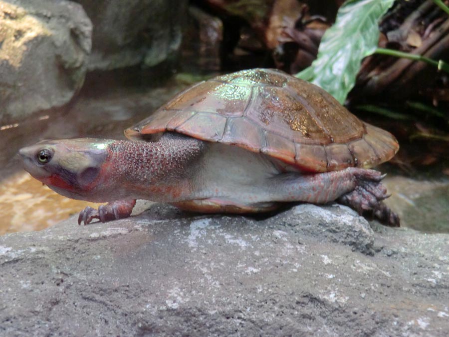 Rotbäuchige Spitzkopfschildkröte im Wuppertaler Zoo im März 2014