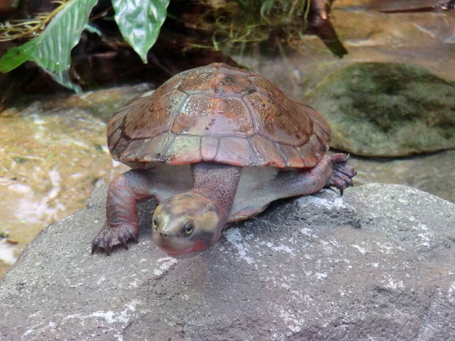 Rotbäuchige Spitzkopfschildkröte im Zoo Wuppertal im März 2014