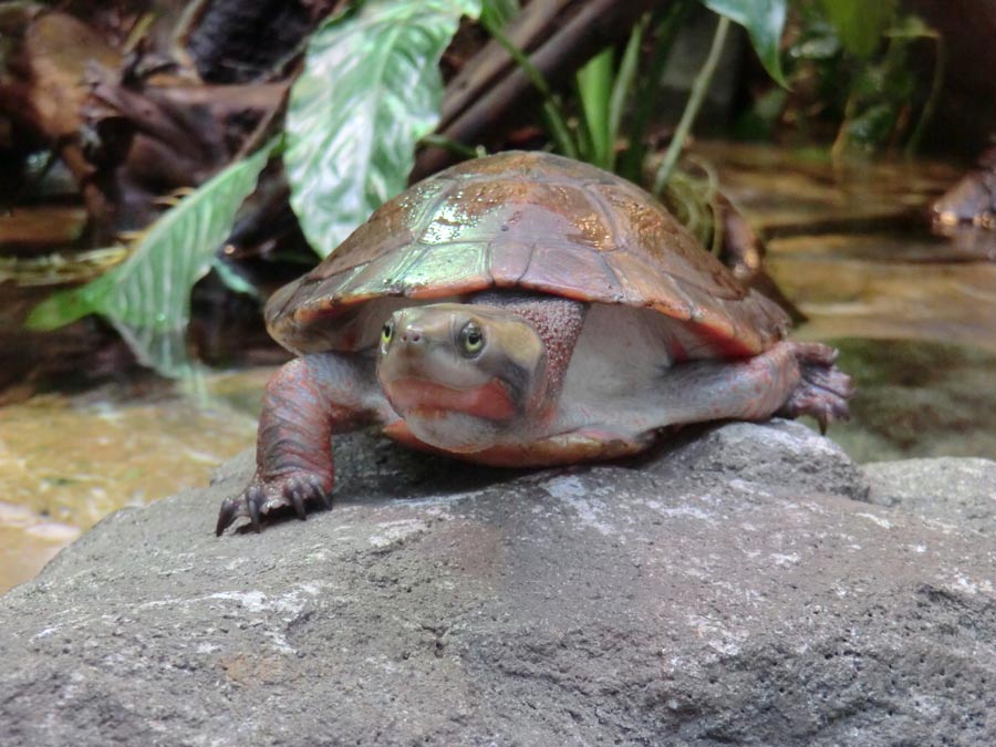 Rotbäuchige Spitzkopfschildkröte im Zoologischen Garten Wuppertal im März 2014